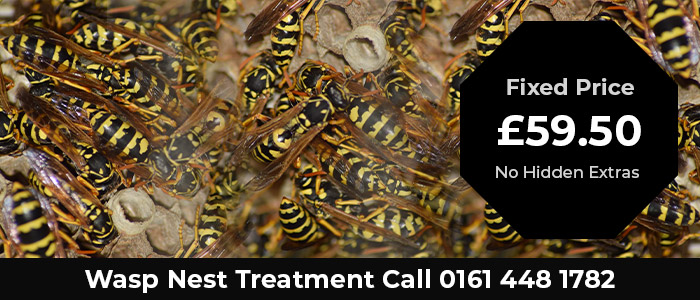 Wasp Control Manchester